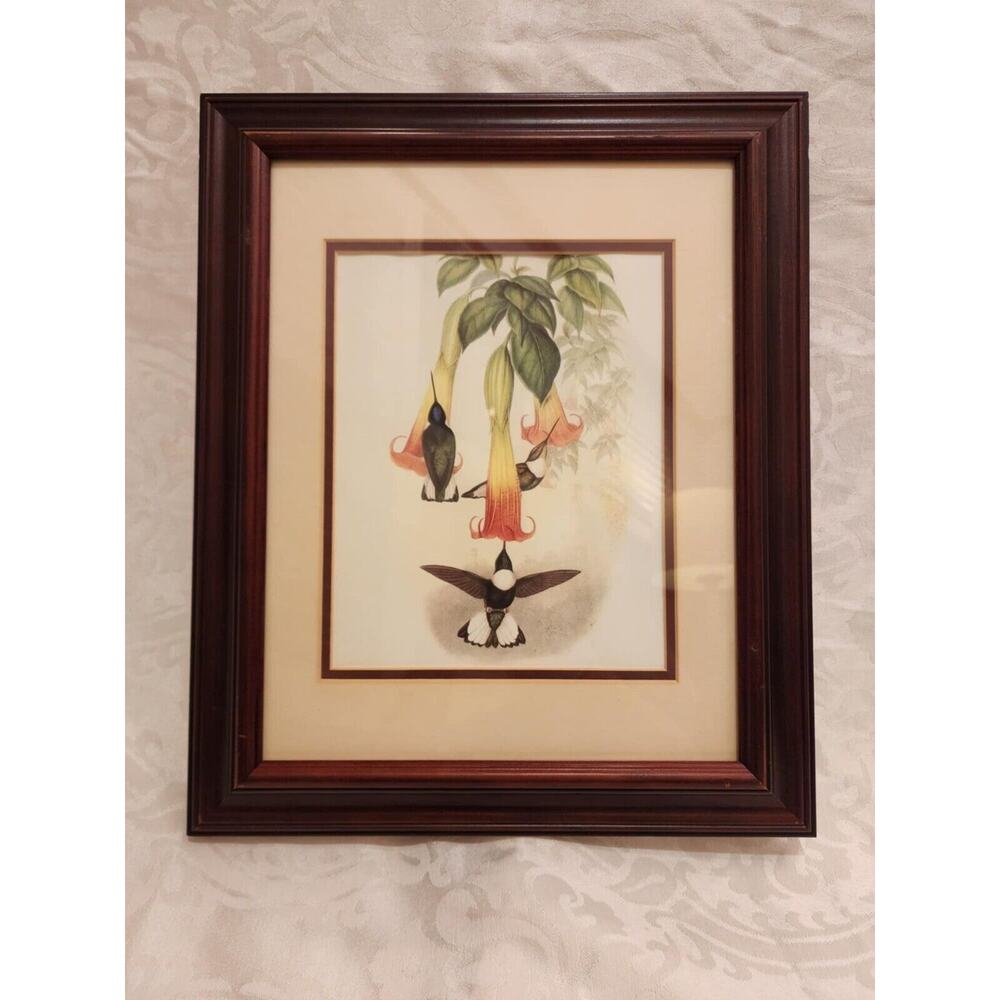 Gould Hummingbirds Collared Inca 14x10" Framed Reprint